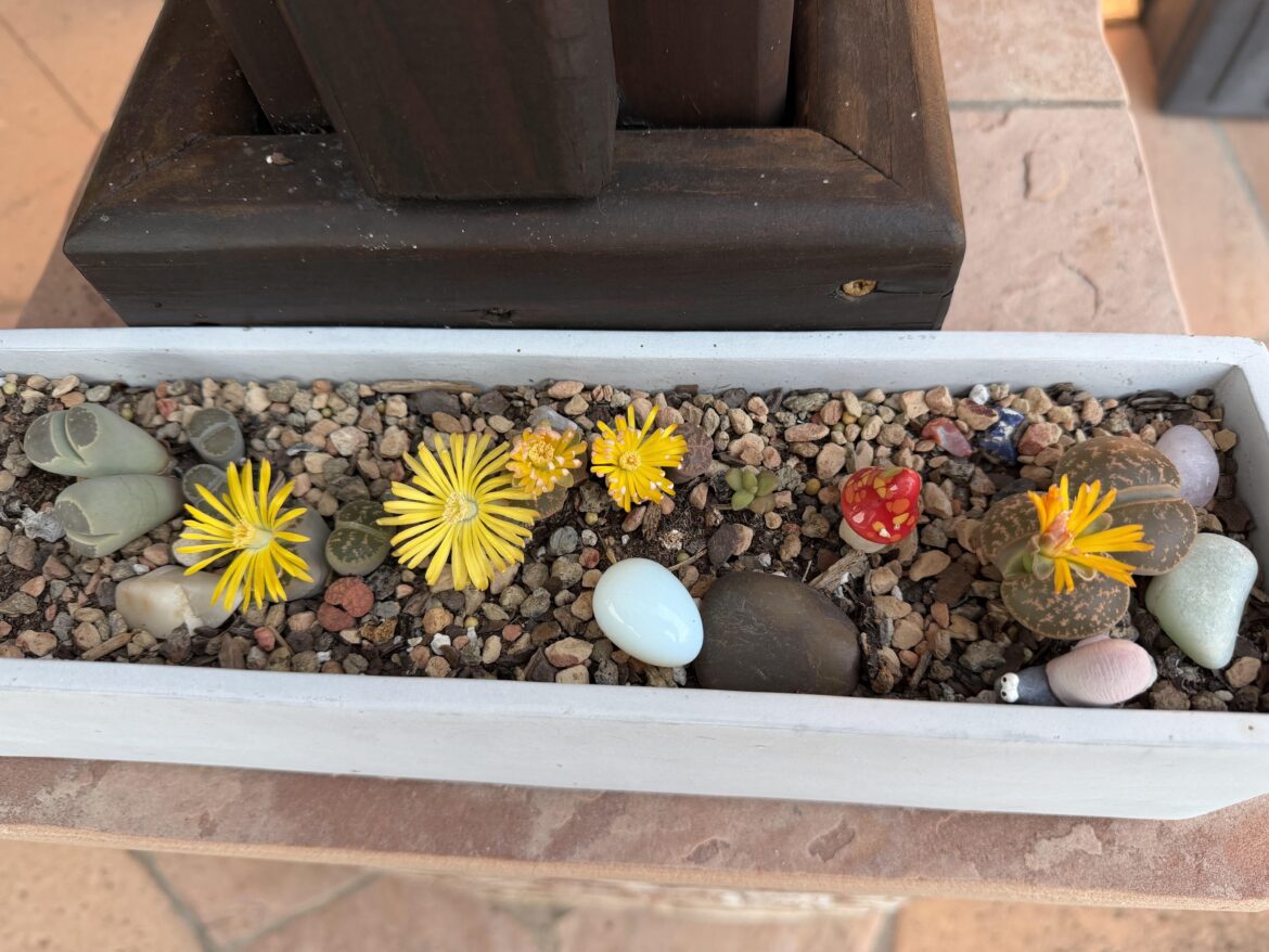 Several blooming :)