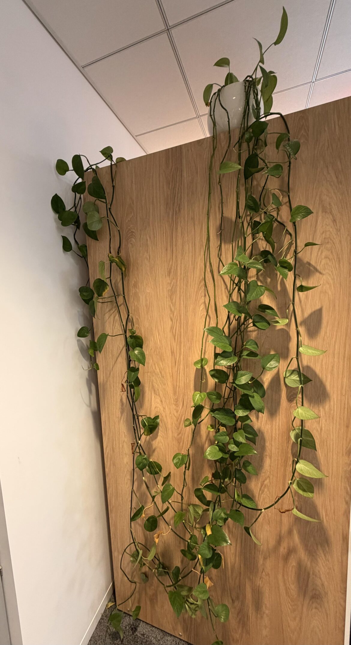 2 years of growth!
