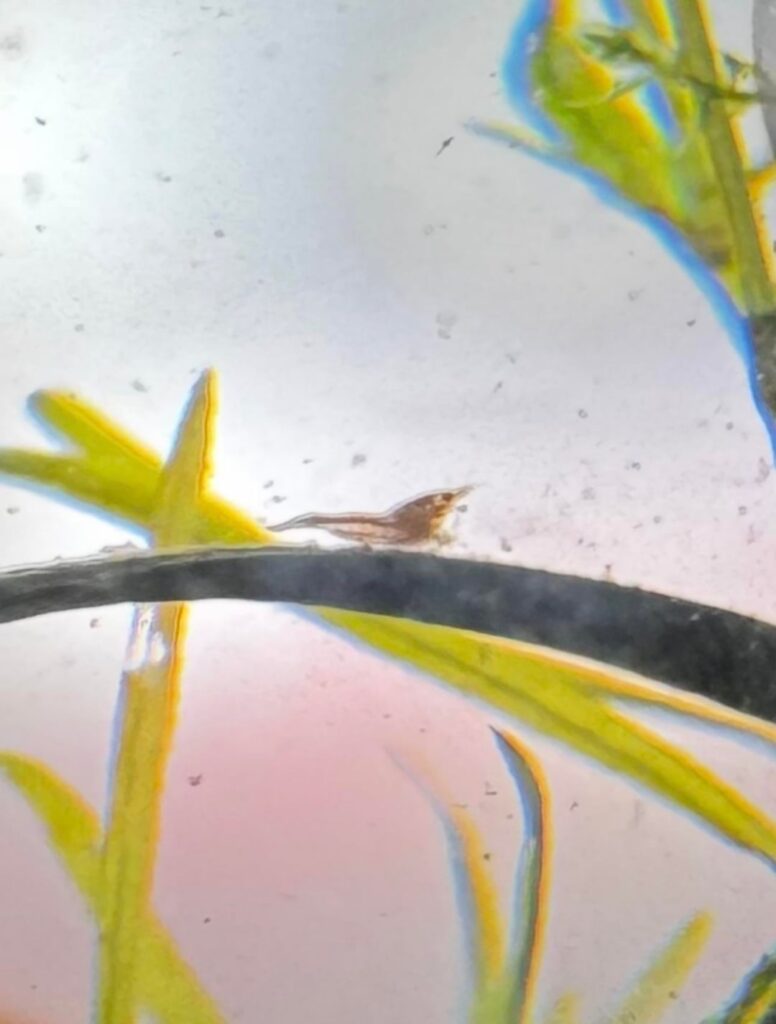 I have whatever the fish equivalent of a green thumb is. SHRIMP BABIES IN JARRARIUM!!!