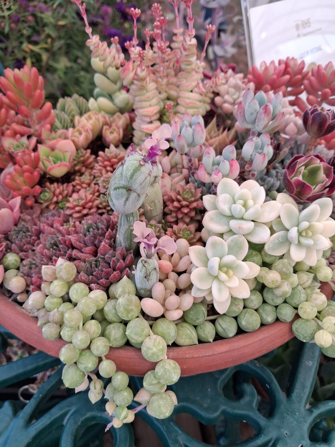 What is this Succulent display