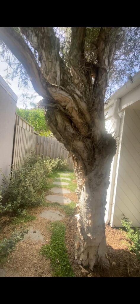 Would this tree prevent you from considering buying this property? Would this tree prevent you from considering buying this property?