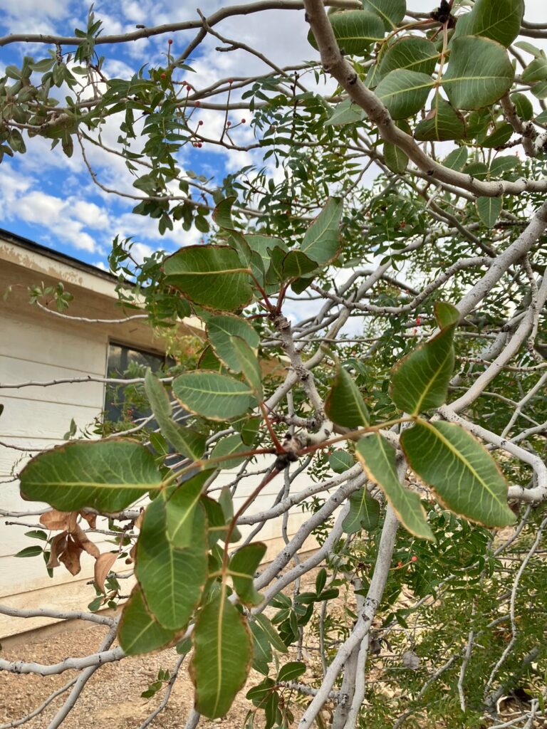 Pistachio Tree Leaf Variety