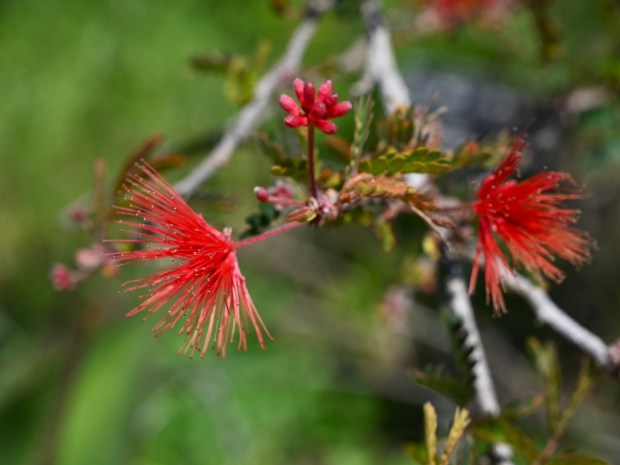Baja fairy duster (Calliandra californica). This evergreen, woody shrub is...