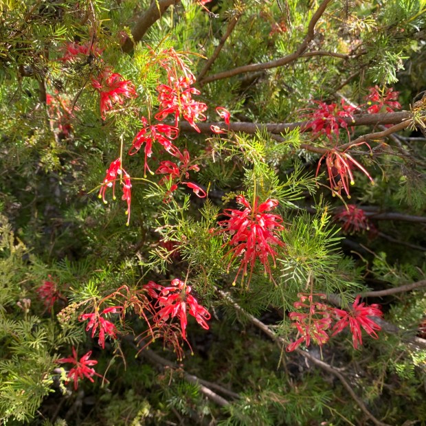 Spider net grevillea (Grevillea fililoba). This broadleaf, evergreen shrub, another...
