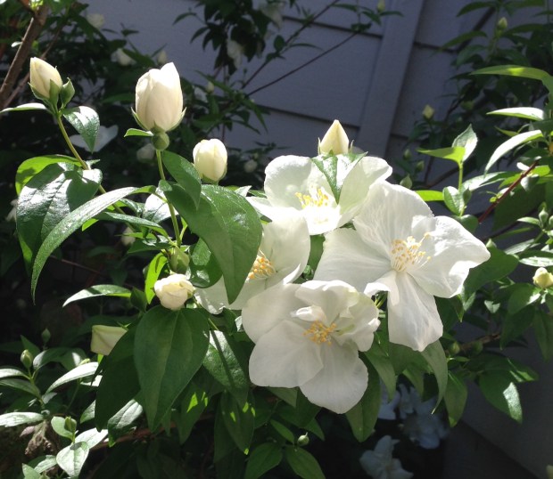 Mock orange (Philadelphus lewisii). This deciduous shrub grows long stems...