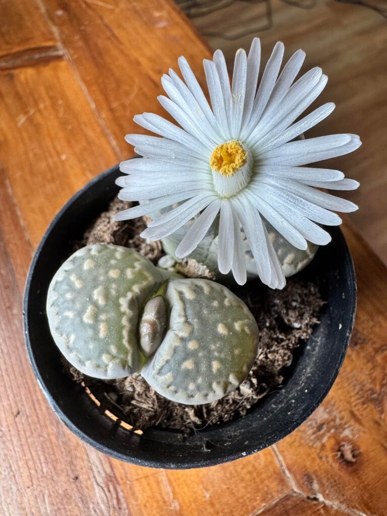 Update on my flowering baby