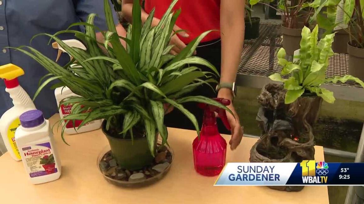 Helping plants adjust to the fall season's lack of humidity