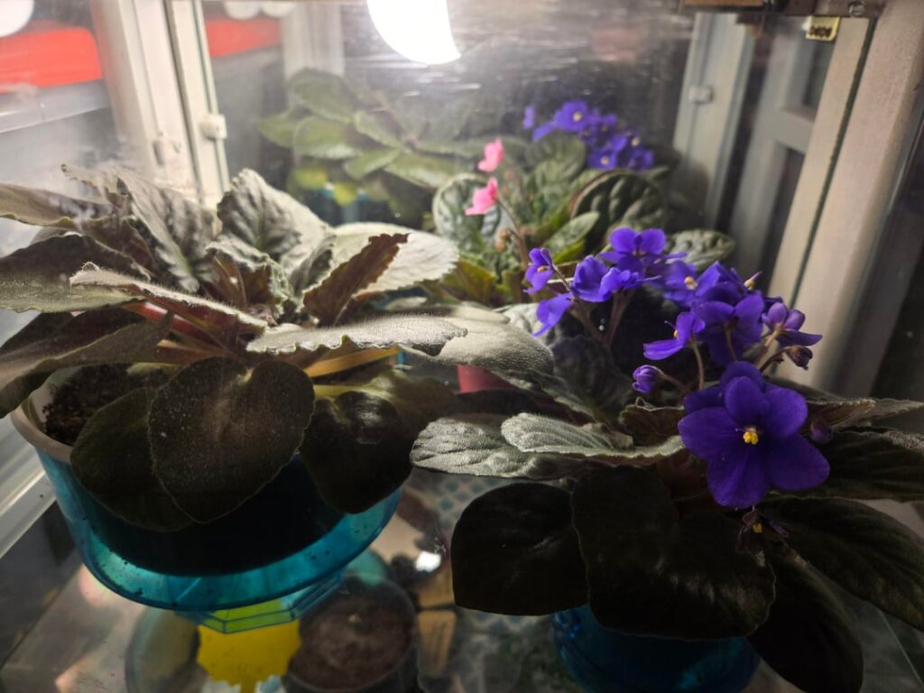Biggest of 3 African Violets doesnt want to flower. Any ideas why? Biggest of 3 African Violets doesnt want to flower. Any ideas why?