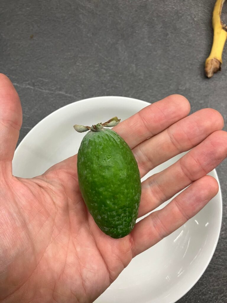 Anyone else growing feijoas?