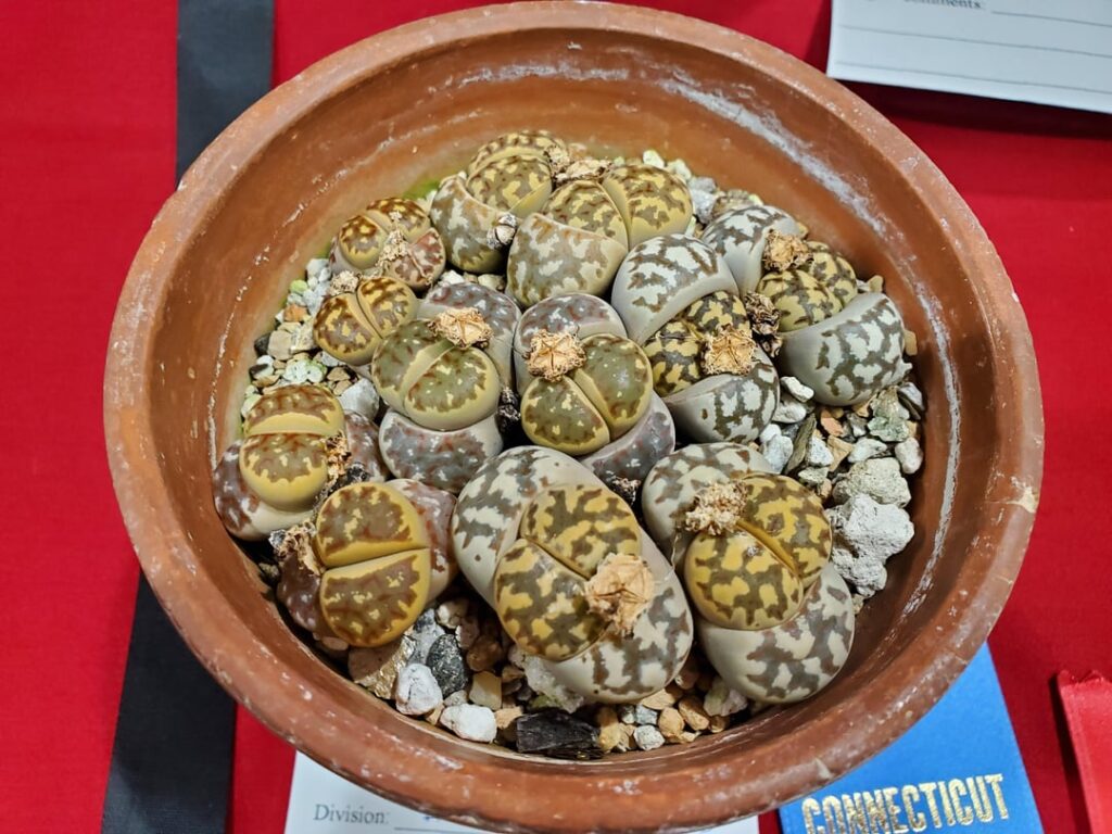 Lithops dorotheae show entry