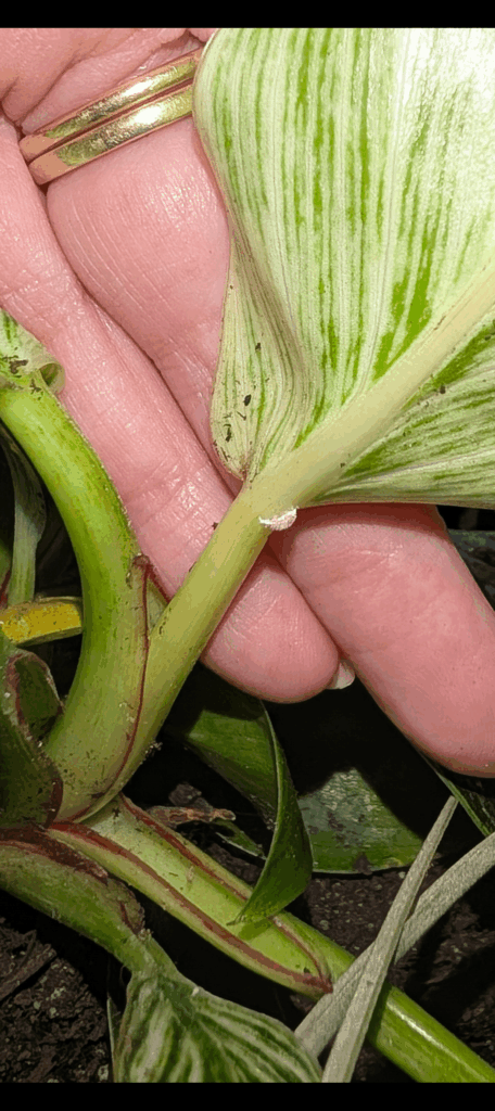This is a mealy bug, isn’t it? cue crying This is a mealy bug, isn't it? *cue crying*