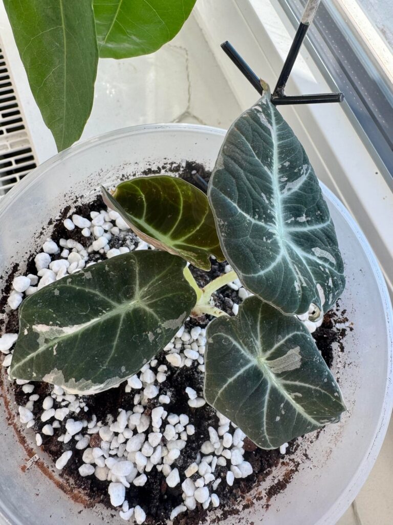 Alocasia black velvet pink variegation Help