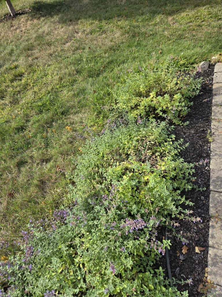 New home, inherited plants