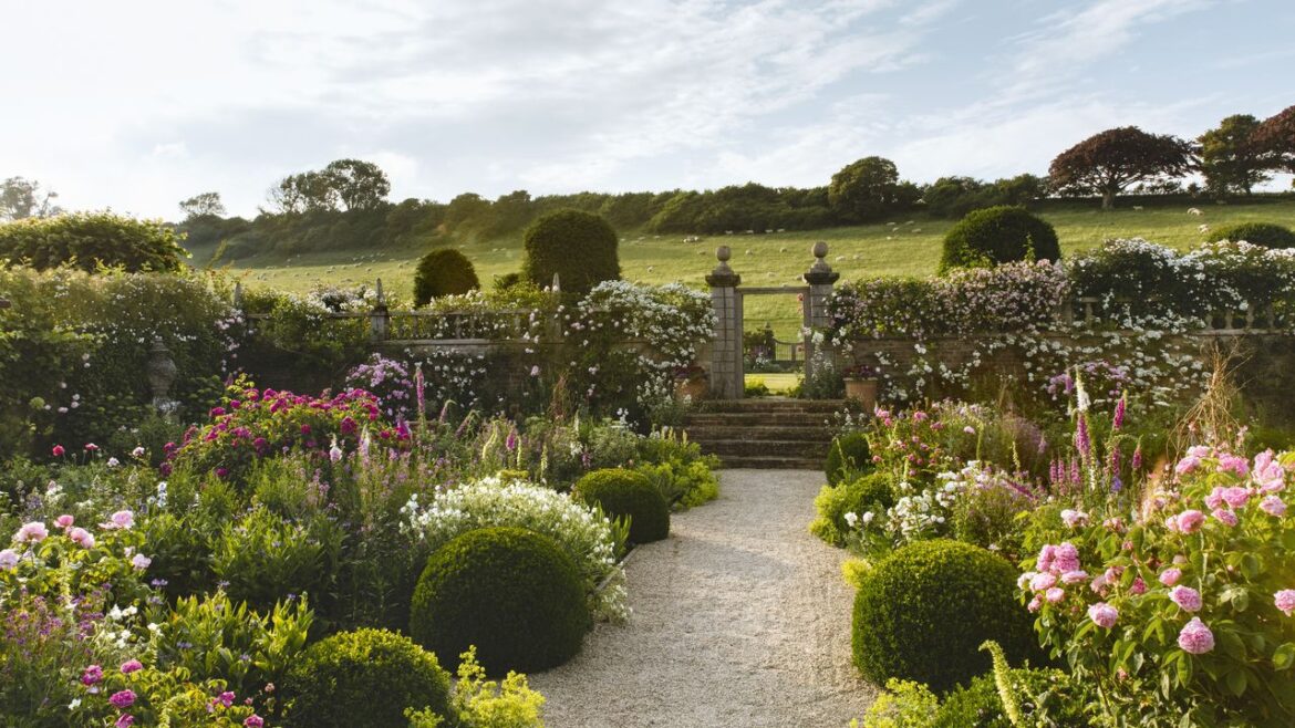How to grow bare root roses