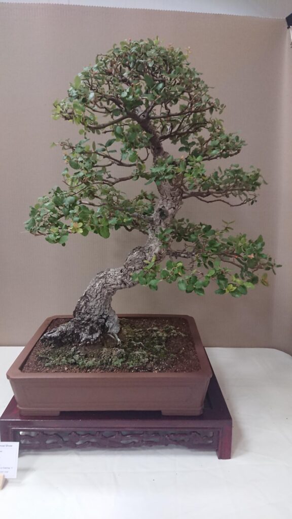 Sunshine Coast Bonsai Society Annual Show (QLD, Australia)