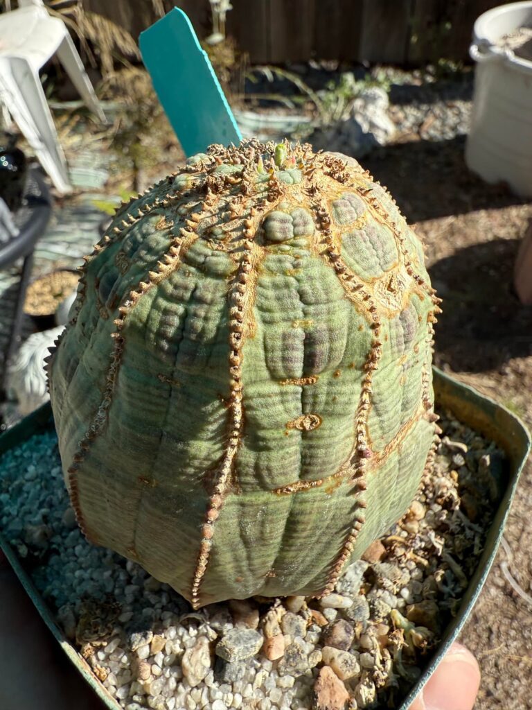 Look at this ugly mug. Love it so much.