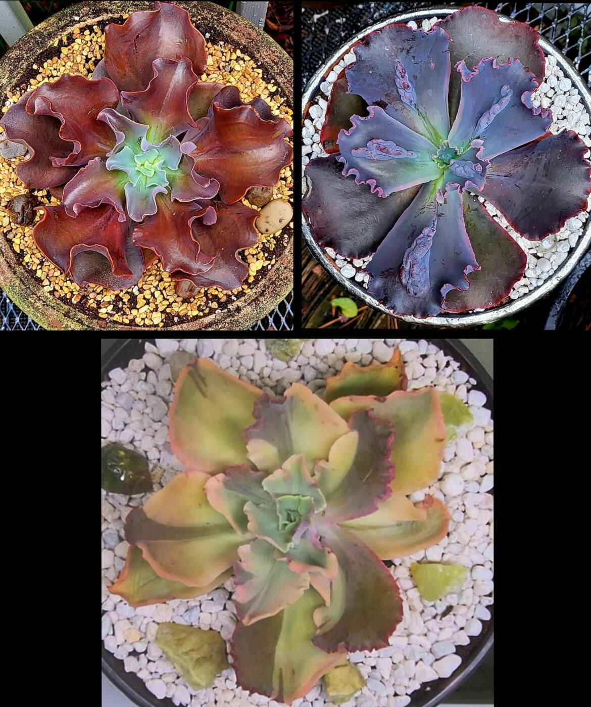 Im over the moon with these 3 new beauties 😍