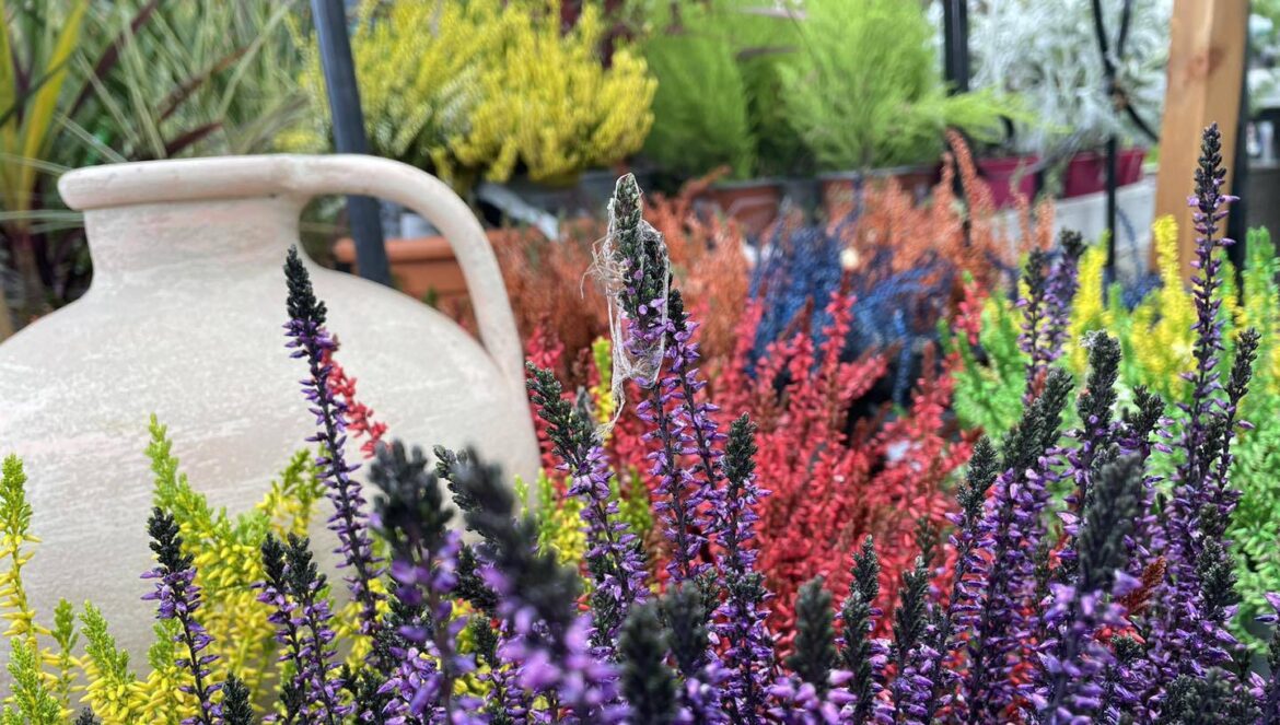 County Roscommon garden centre forced to temporarily suspend home deliveries – News County Roscommon garden centre forced to temporarily suspend home deliveries - News