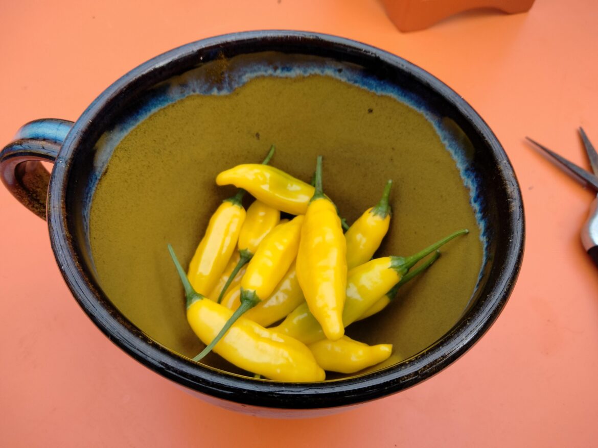 Lemon Drop peppers