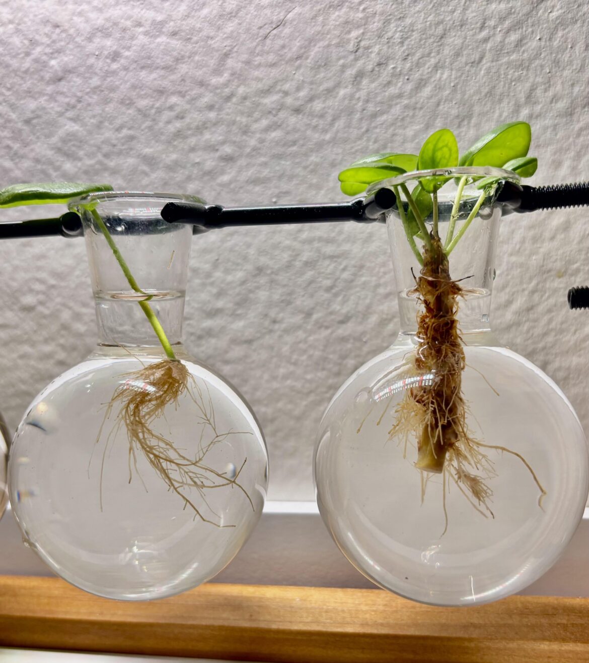 Pilea roots Pilea roots