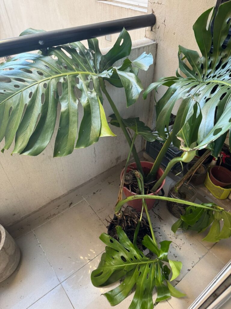 Help with salvaged monstera trunks Help with salvaged monstera trunks