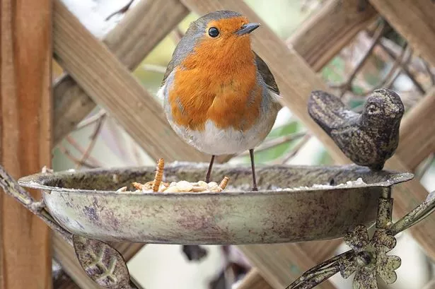 Close-up of a European robin [Erithacus rubecula] standing in a metal bird feeder in a household garden with wooden trellis in the background.