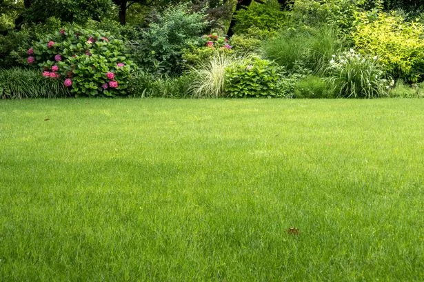 A lush green lawn 