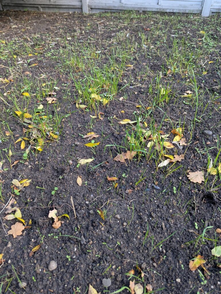 Is this grass or weed?