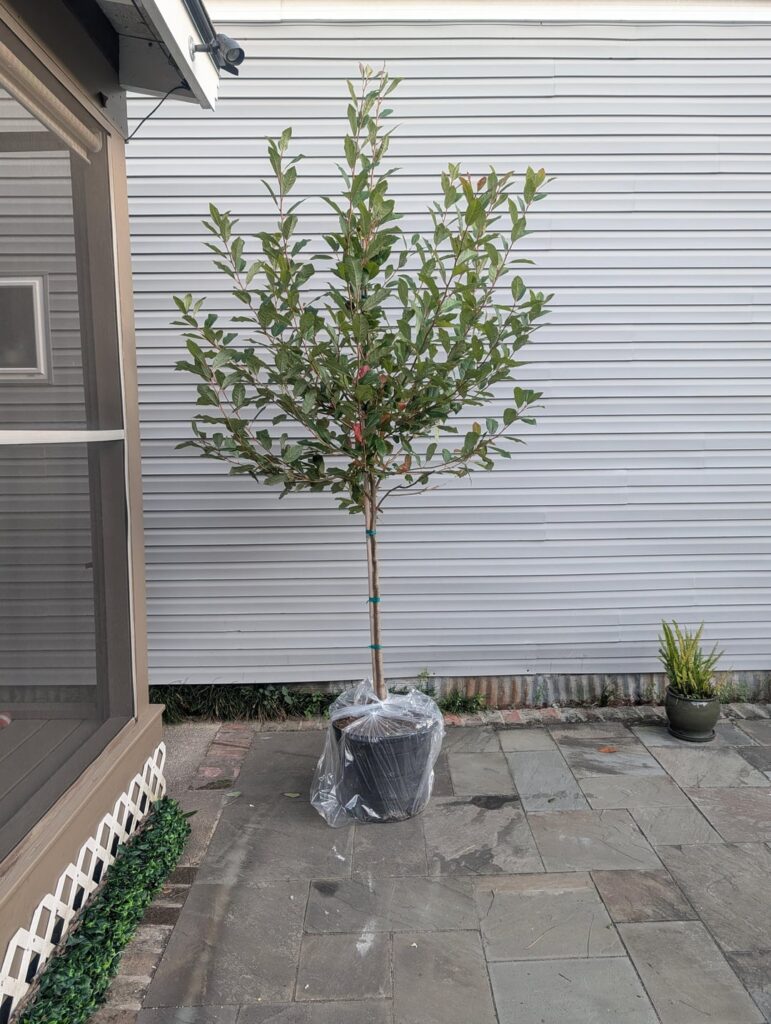 Newly Planted Black Gum Newly Planted Black Gum