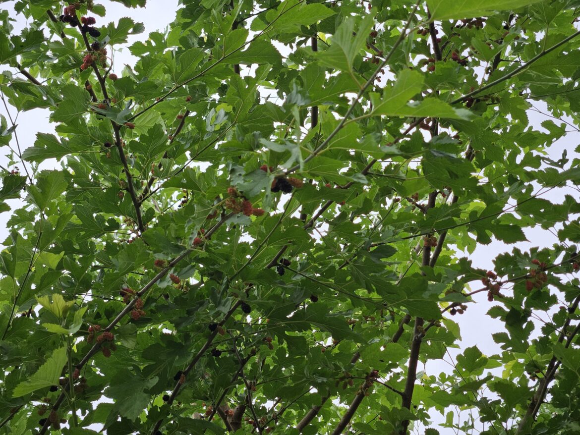 Hi, guys. This tree grows over our fence and drops its berries in our yard (it seems to be some kind of blackberry). I need to know what plant it is because my puppy keeps eating them off the ground. We try to keep the grass clean, but it’s almost impossible. Thanks in advance. Hi, guys. This tree grows over our fence and drops its berries in our yard (it seems to be some kind of blackberry). I need to know what plant it is because my puppy keeps eating them off the ground. We try to keep the grass clean, but it's almost impossible. Thanks in advance.
