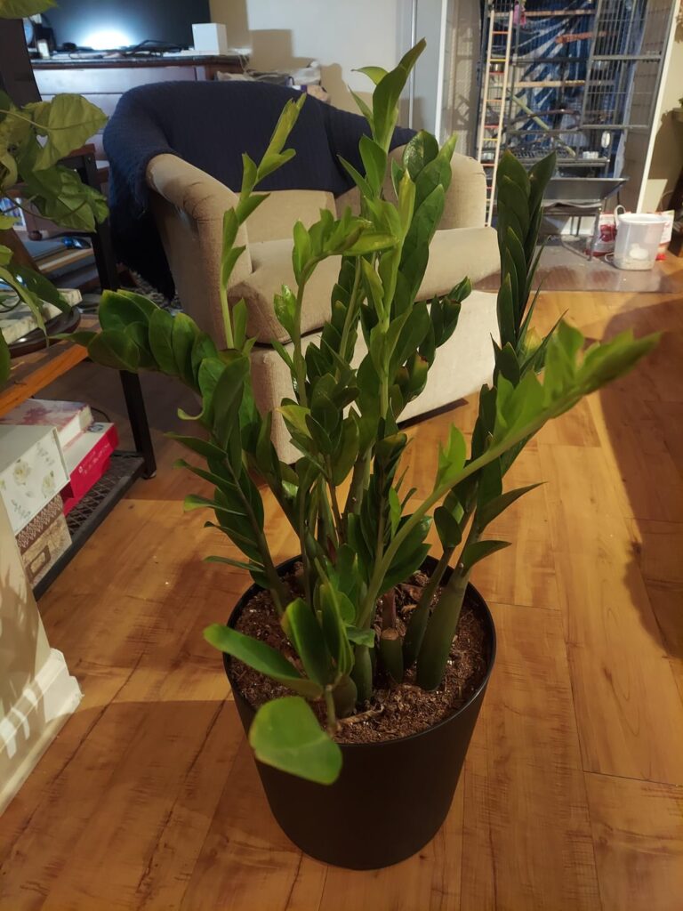 Found outside by the dumpster. Plant ID and how can I best take care of it?