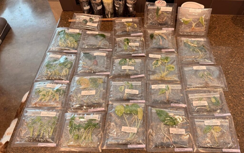 When your house motto is go big or go home...