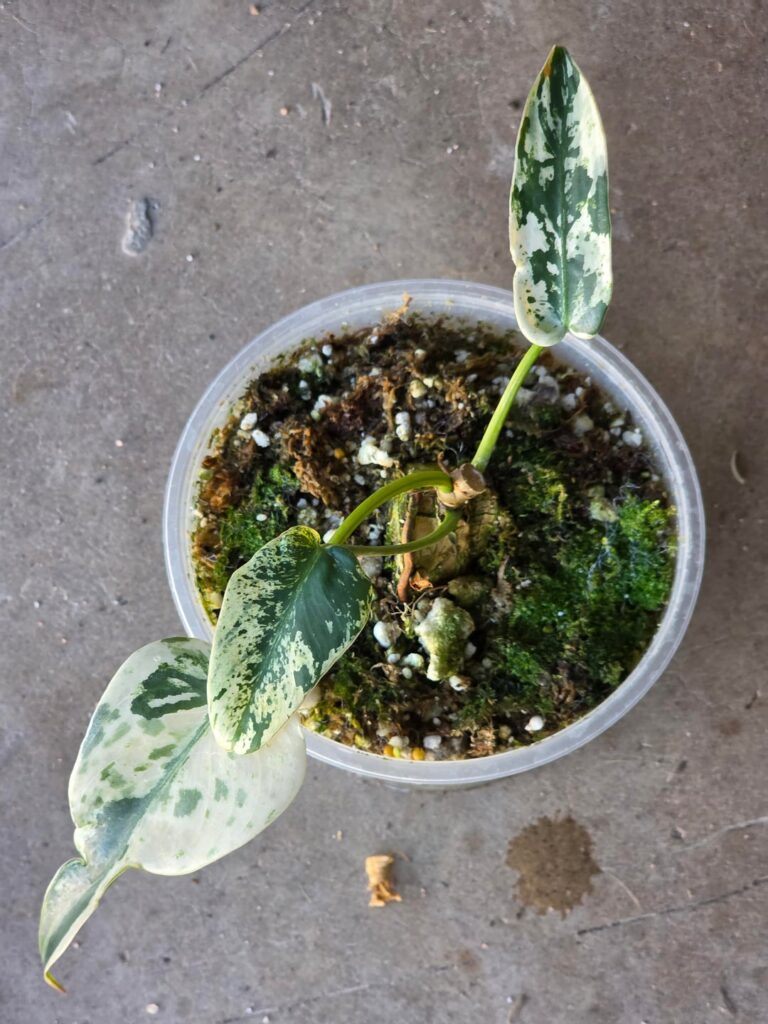 Finally got me an Ilsemanni!