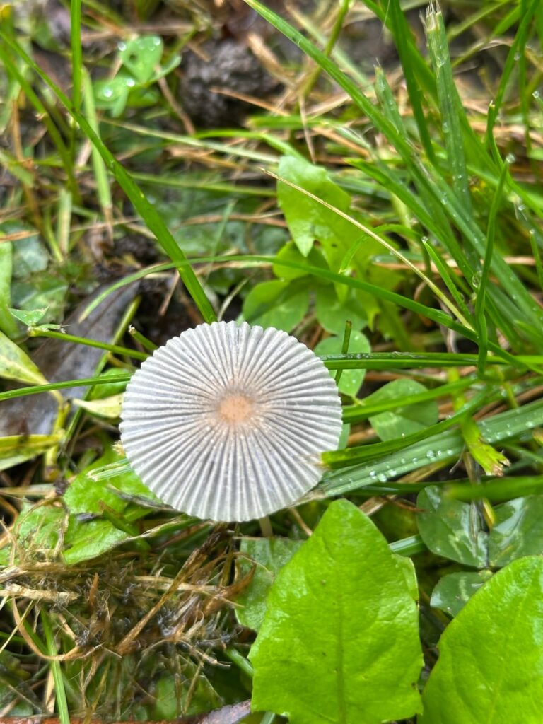 Any ideas what this is? First time seeing it.