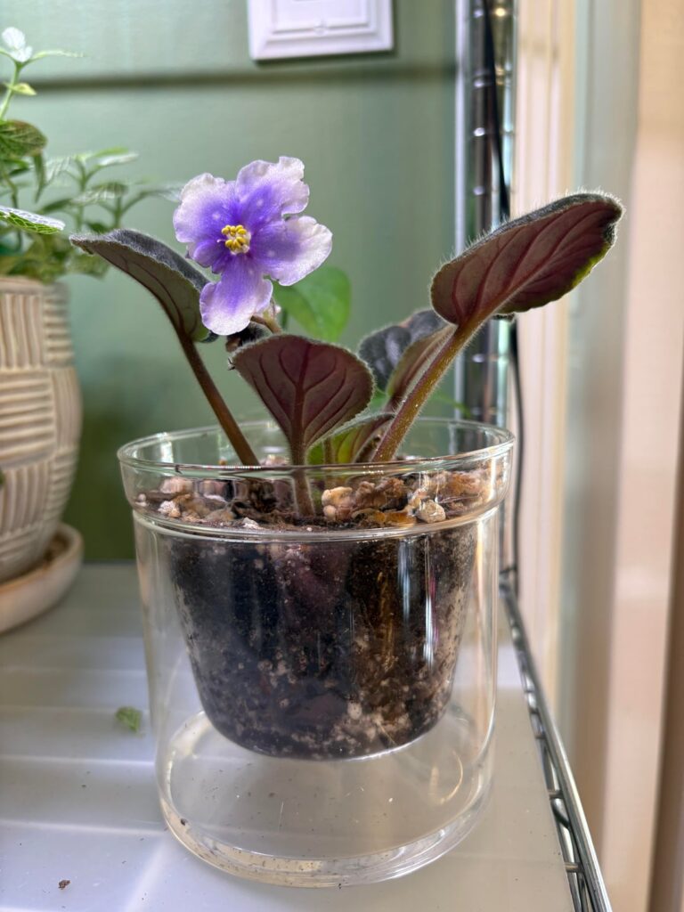 Leaves are stretching upwards, should the grow light should be closer?