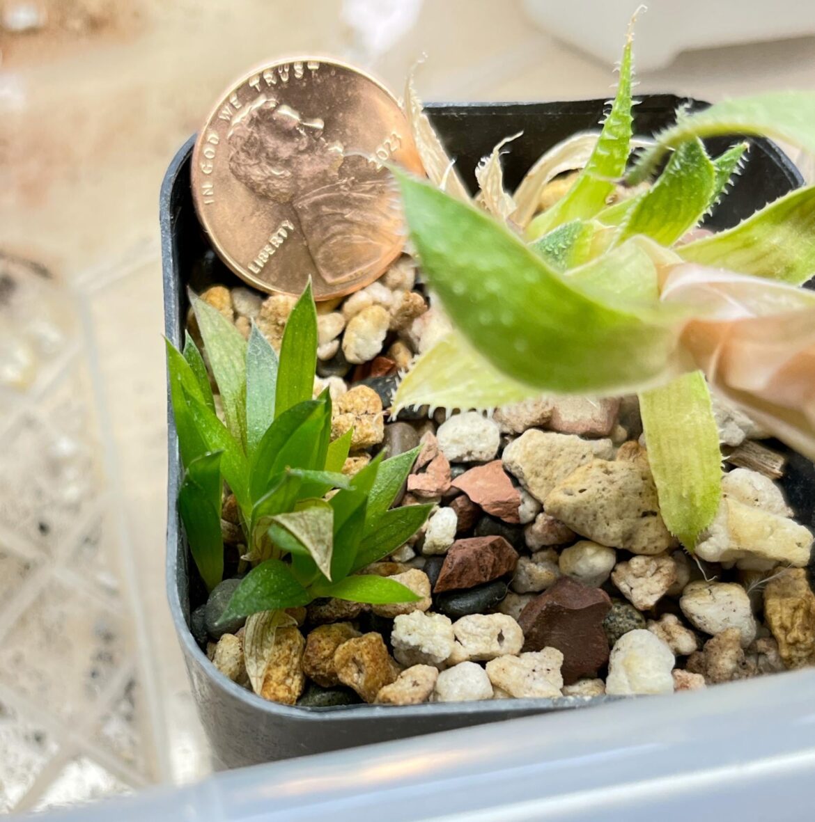 *something* I sowed in 2022