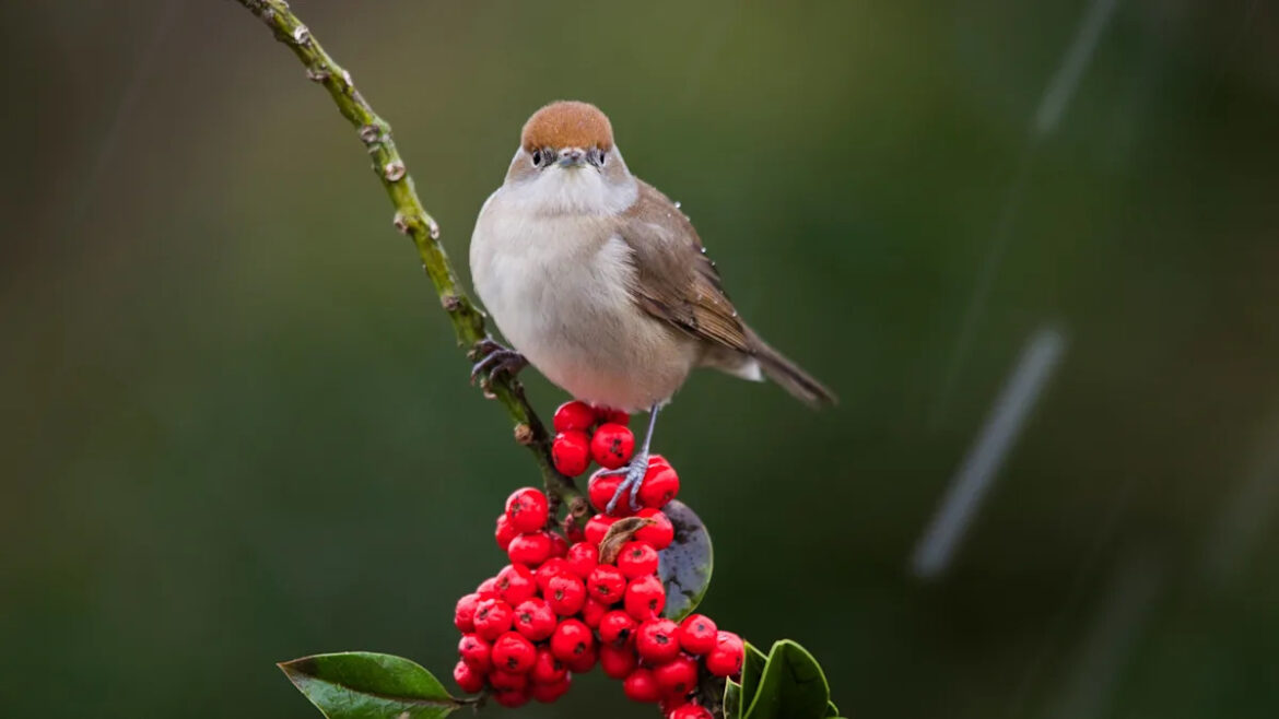 Berries which will make your garden a magnet for birds Berries which will make your garden a magnet for birds
