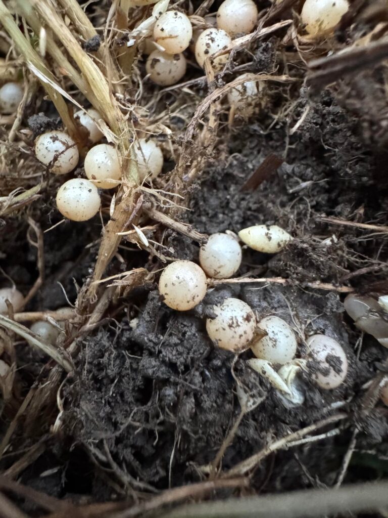 Any ideas what bug laid these eggs?? Cluster of small (~1cm) spherical white eggs, laid at base of long wild grass