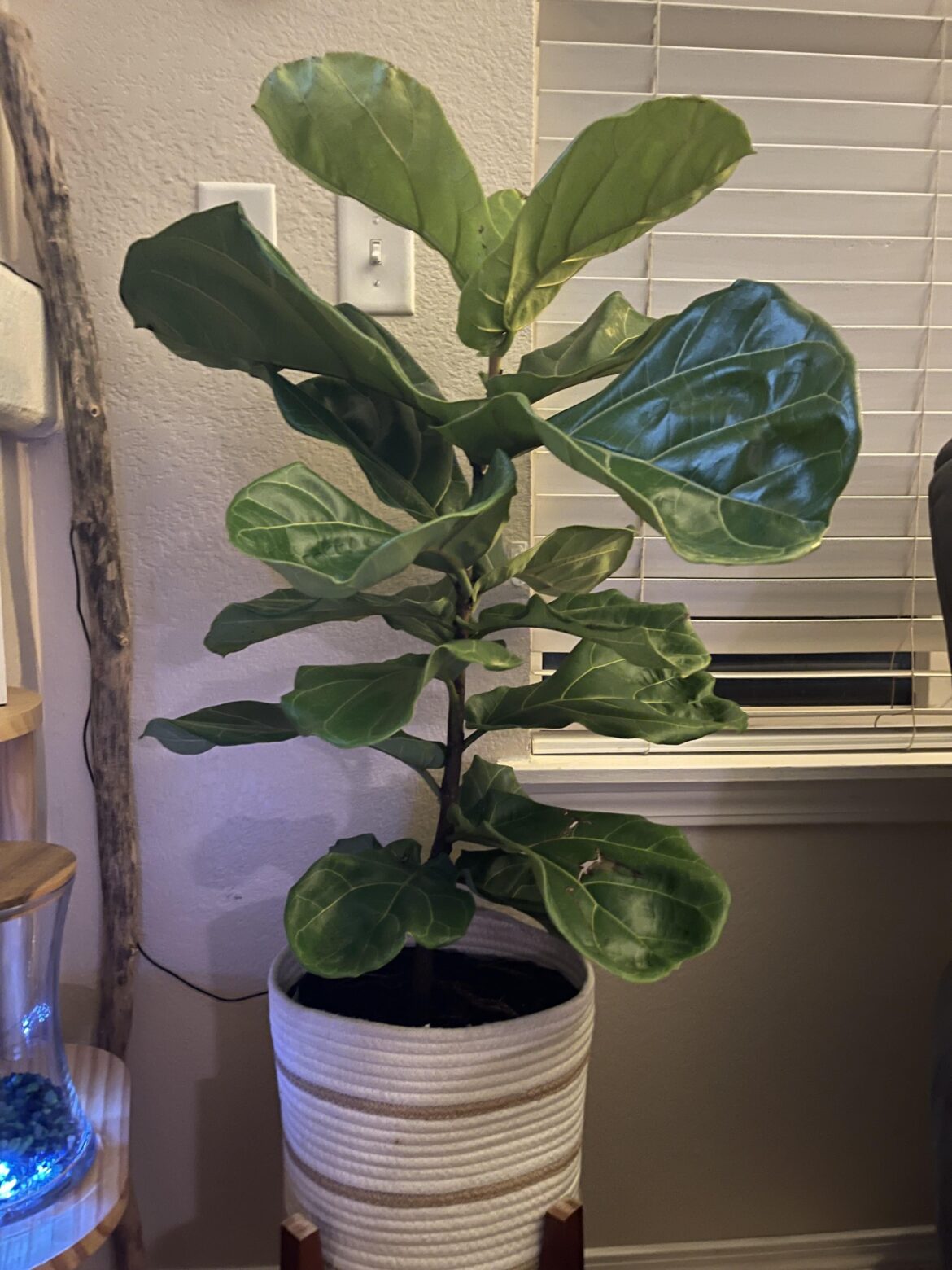 $9.99 at a new market in the next town! I’ve always wanted one but didn’t want to kill $50+.  I’m beside myself, I’m so excited.