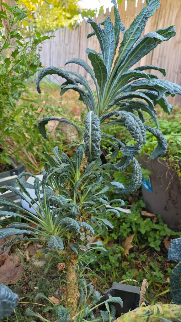 Lacinato kale plant question