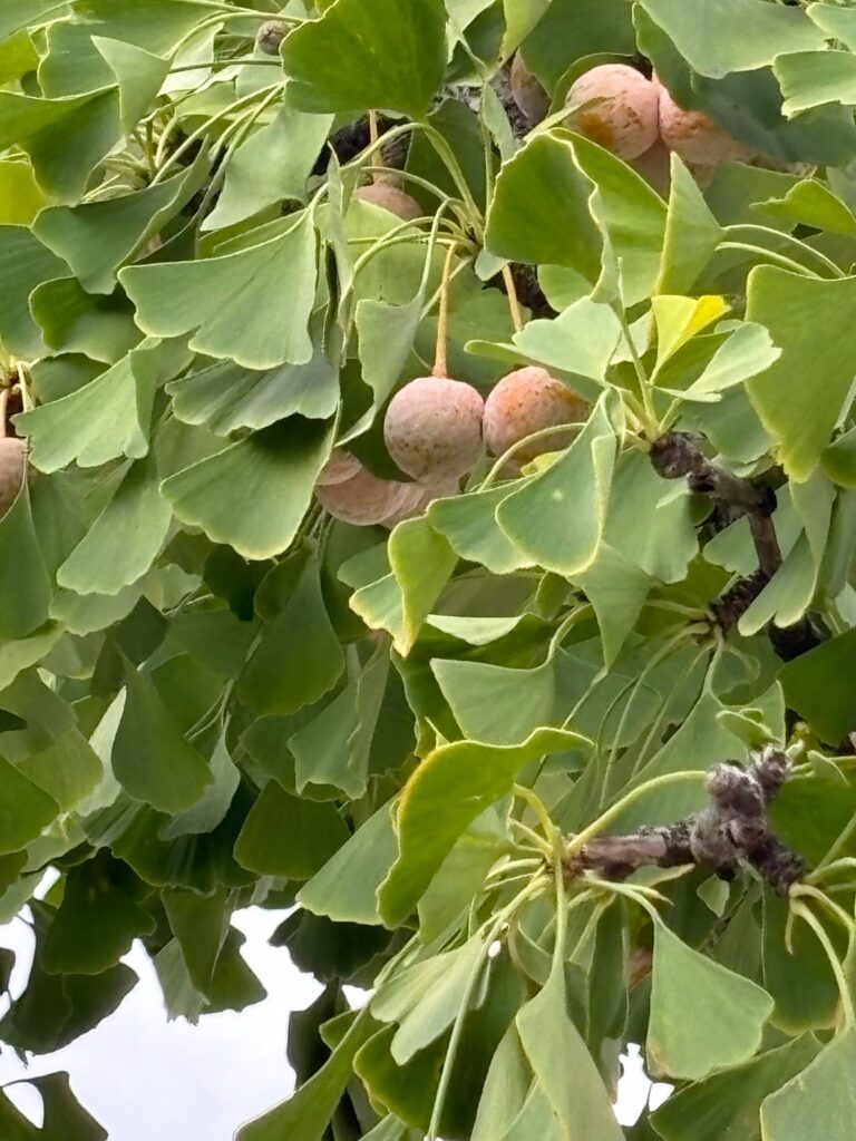 Anyone know what tree/fruit this is? Anyone know what tree/fruit this is?