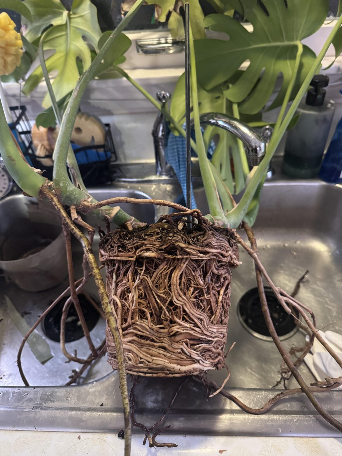 Repotting a store bought Monstera