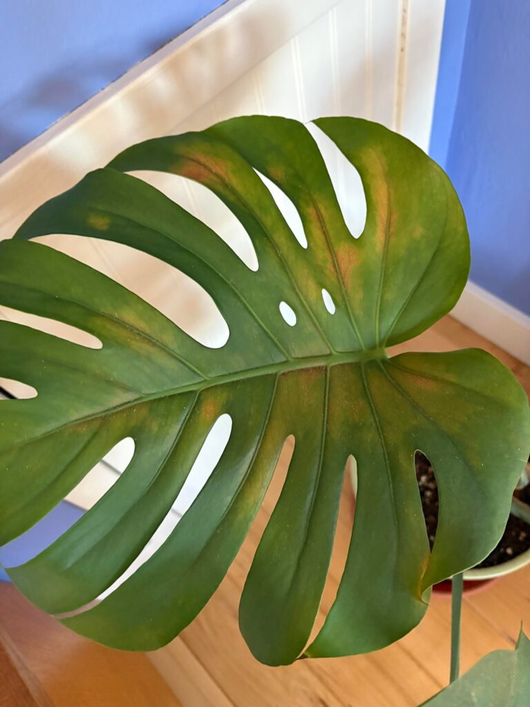 What are these tiny bugs?