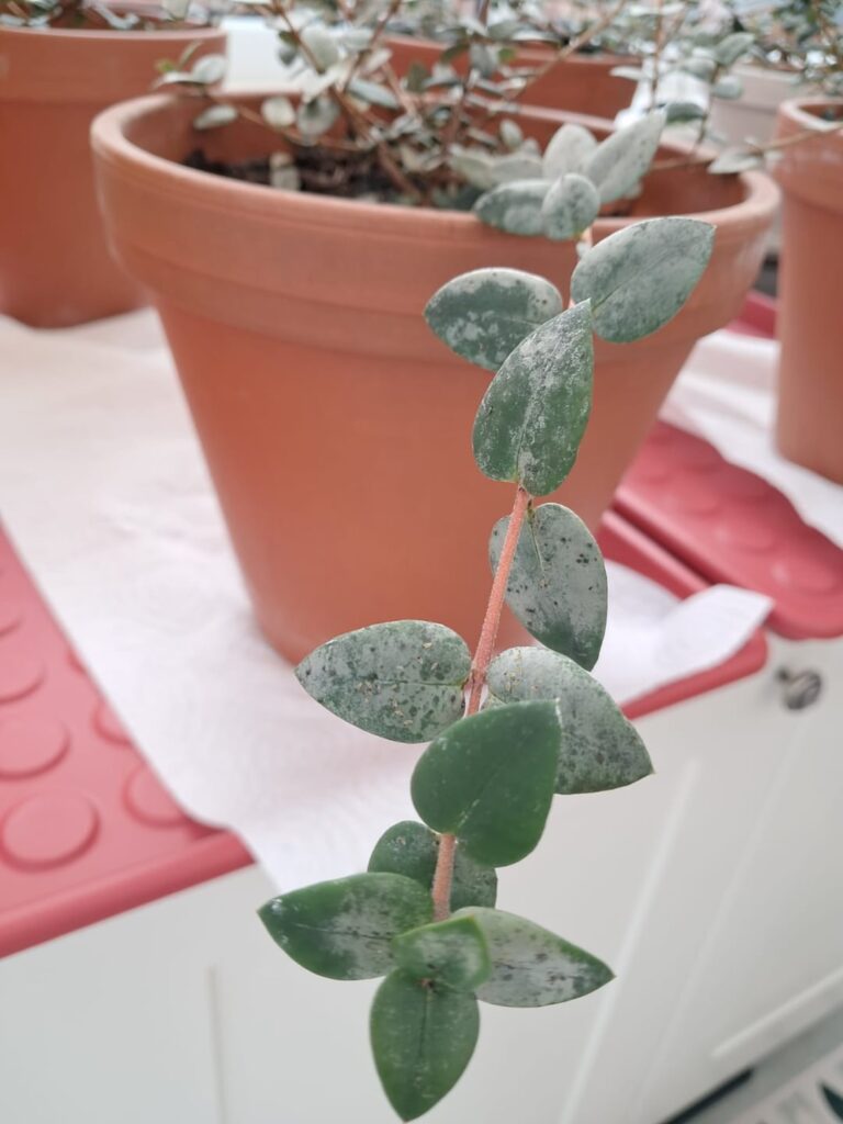 What's wrong with this plant?