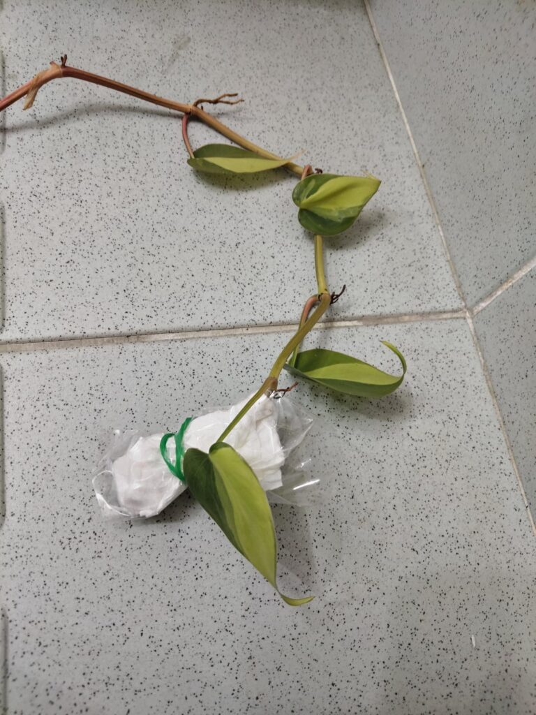 Look who I got today🤩 *including a manjula