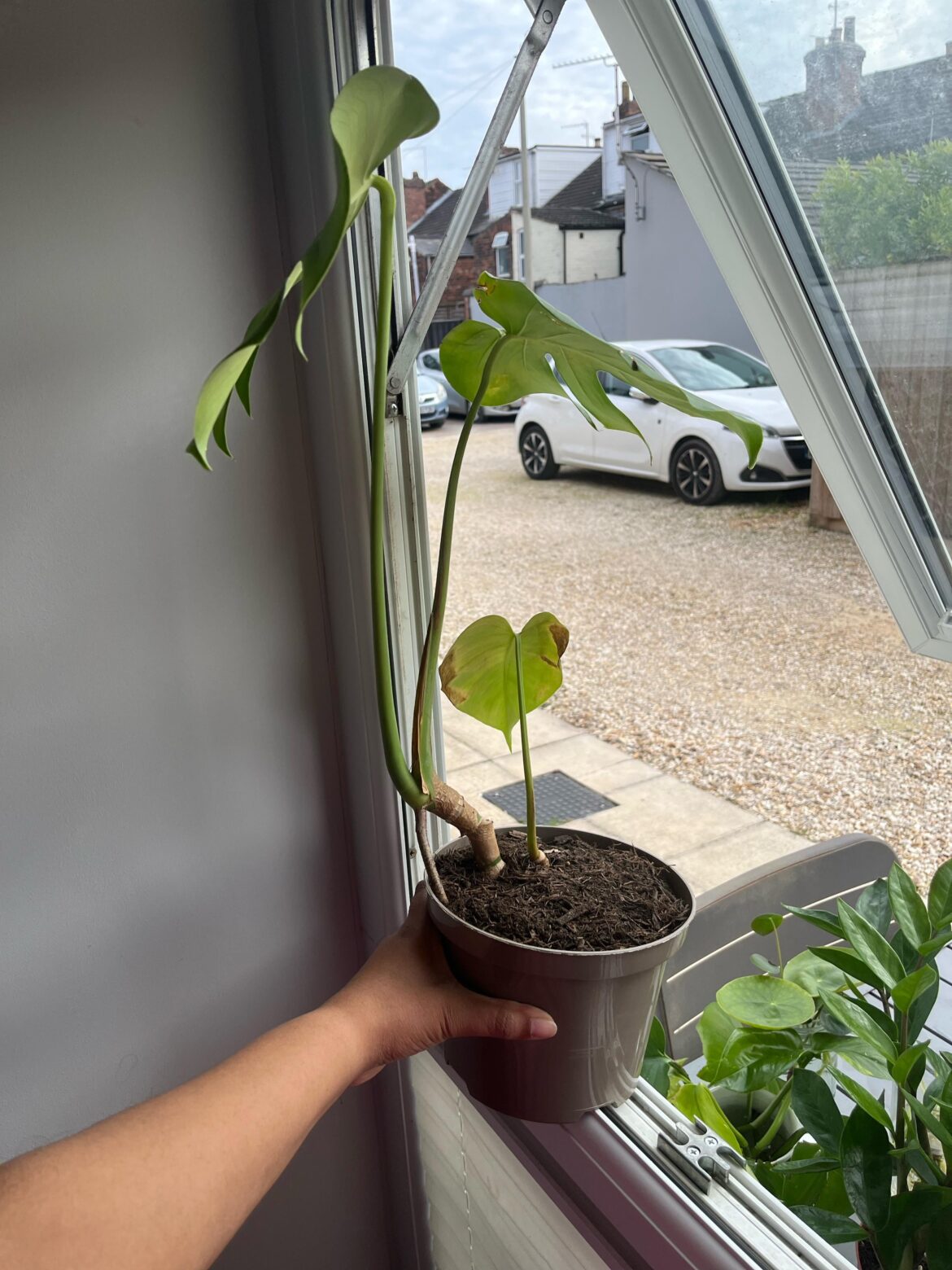 My monstera won’t grow, i am devasted My monstera won’t grow, i am devasted
