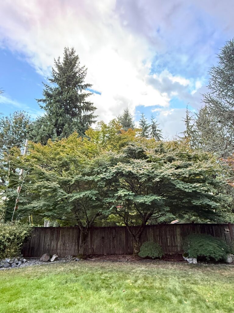 Developer building homes in green large lot behind our home.  How much of our maple trees would or could they cut back.