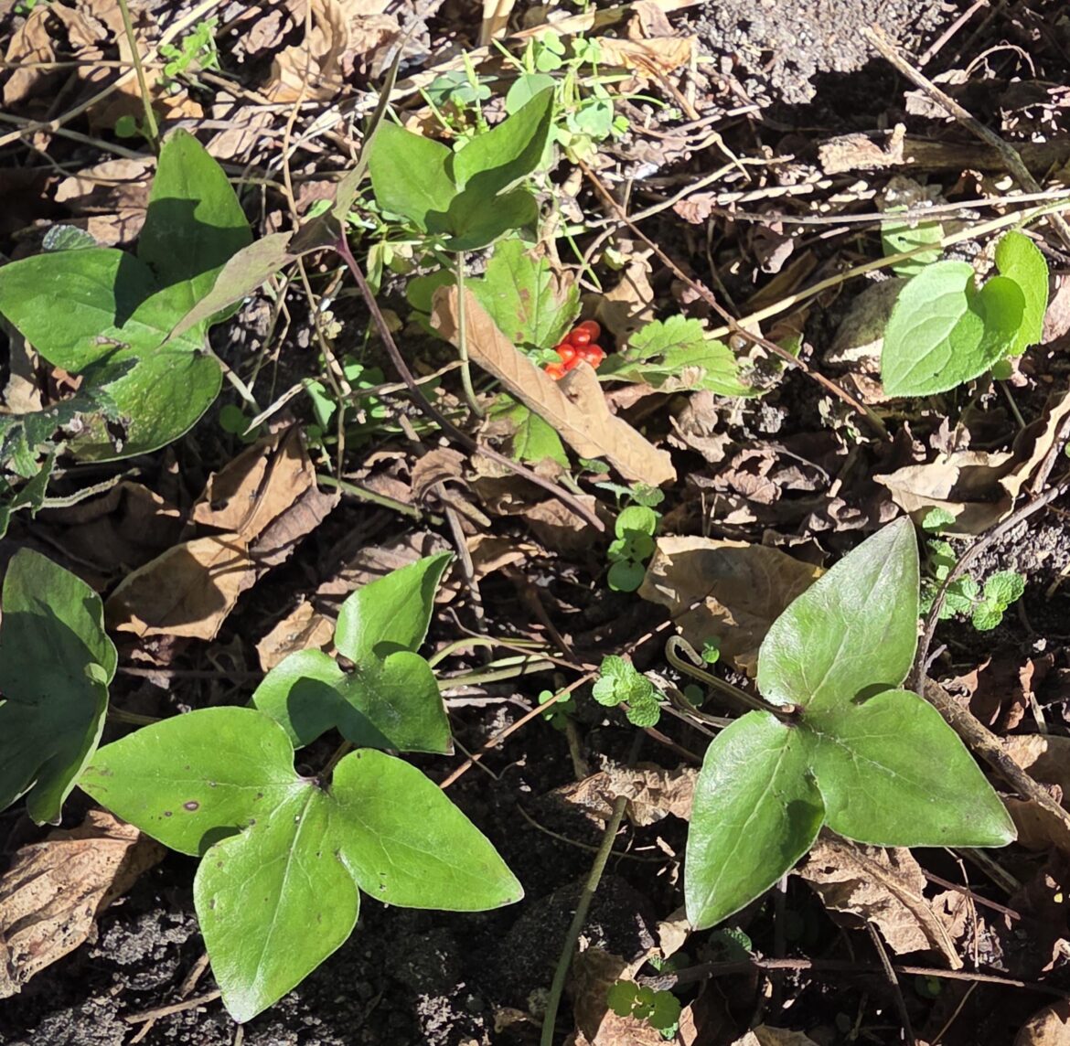 Surprised and gratified to see the Hepaticas emerging again at the start of fall. The red berries are from a Jack-in-the-Pulpit going to seed...