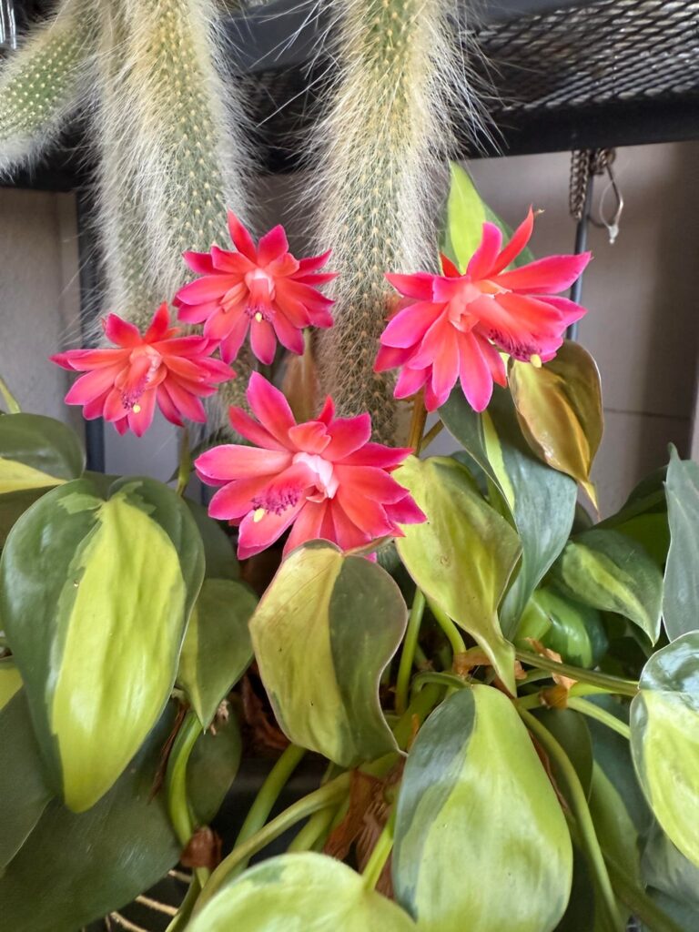 My cacti flowered for the first time this year :)