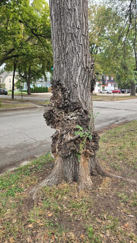 Not my tree and definitely old but im curious what happened?